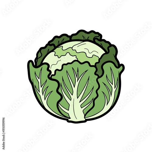 Green Cabbage Head Cartoon Illustration – Fresh round cabbage with layered leaves in flat vector style isolated on white background