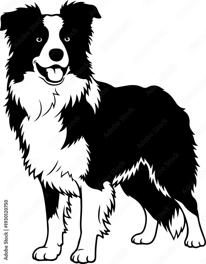 Fototapeta premium Border collie silhouette vector illustration