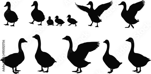 Silhouette set of ducks, ducklings, and geese in flying and walking poses, black outline vector art for wildlife design