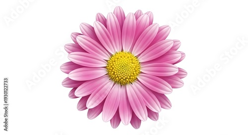 A pink daisy flower with a yellow center