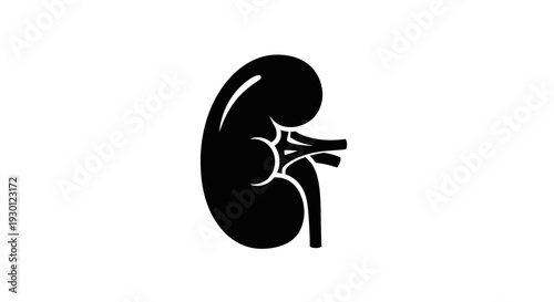 Simplified human kidney organ icon representing health, medical science, and anatomical function