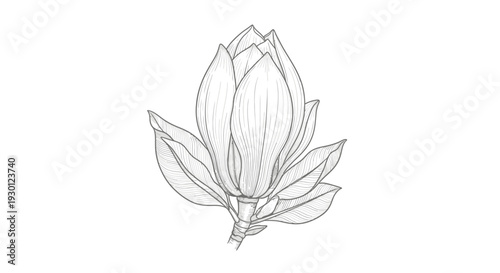 Elegant botanical line art rendering of a magnolia flower bud with intricate leaf details