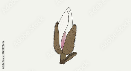 Delicate botanical illustration capturing a fuzzy brown flower bud preparing to unfurl its soft