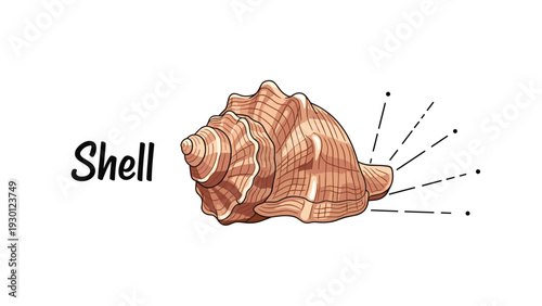 Realistic illustration of a spiral sea shell with light brown stripes and the word shell written in a stylish black font.