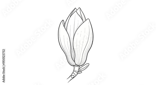 Detailed botanical line art of a graceful magnolia bud, perfect for nature-themed projects