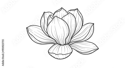 Elegant Line Art Illustration of a Serene Lotus Flower Bloom in Monochrome Style for Various