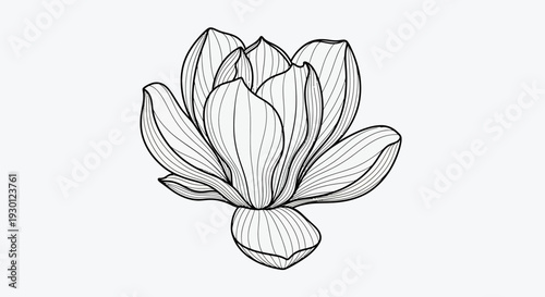 Elegant line art floral illustration with minimalist botanical contours perfect for design projects