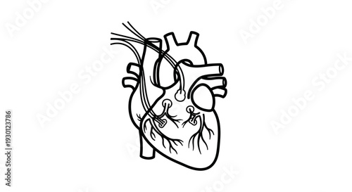 Detailed human heart anatomy line art illustrating cardiovascular system for medical studies