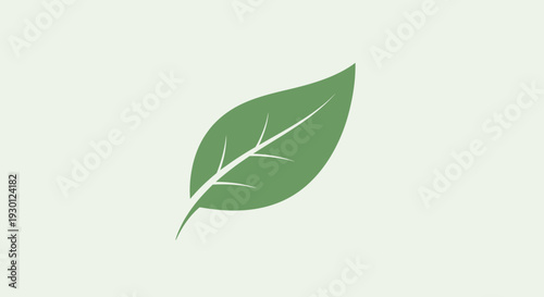 Green leaf with white veins isolated.