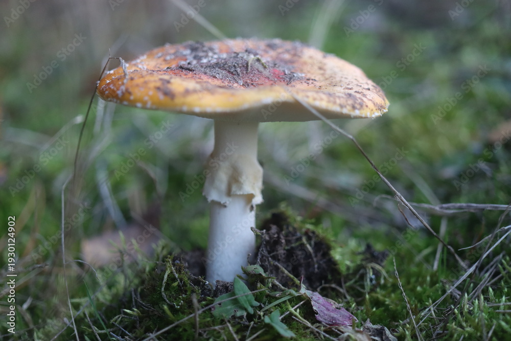 Fototapeta premium muchomor czerwony Amanita muscaria