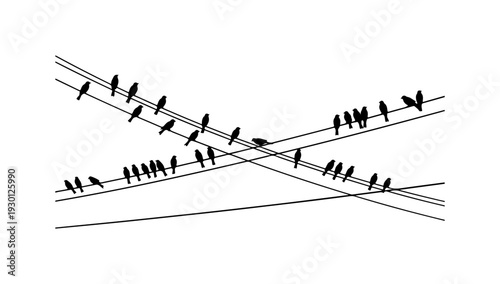 Birds Perched on Crisscrossing Wires