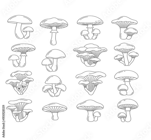 A collection of different types of mushrooms
