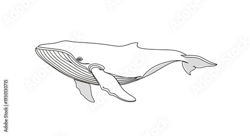 Simple line art drawing of a large whale swimming