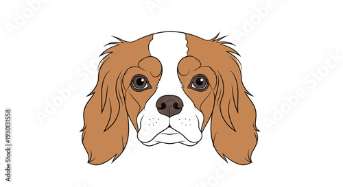 Cavalier King Charles Spaniel Dog Face Portrait, Cute Brown and White Breed, Adorable Pet Headshot