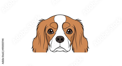 Cute Cavalier King Charles Spaniel Dog Face Close-up, Adorable Pet Portrait