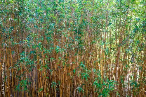 Bamboo background. Pseudosasa japonica Makino.