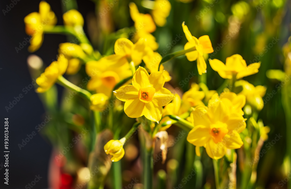Fototapeta premium Yellow fresh daffodils blooming in garden