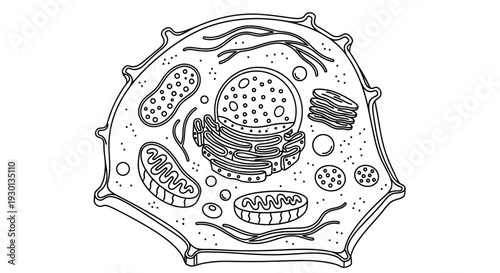 Animal Cell Diagram: Nucleus, Mitochondria, Golgi Apparatus, Endoplasmic Reticulum