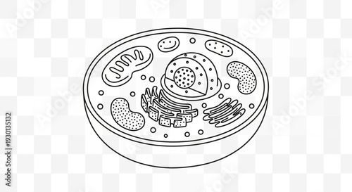 Animal Cell Diagram: Nucleus, Mitochondria, Golgi Apparatus, Endoplasmic Reticulum