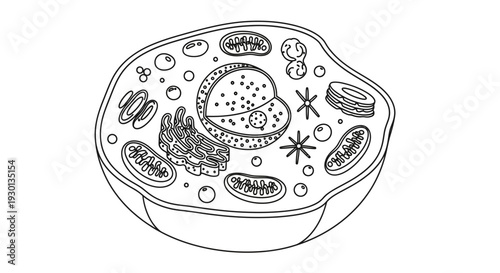 Animal Cell Diagram, Biology Education, Scientific Illustration, Cell Organelles
