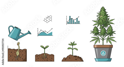 Detailed infographic showing the different stages of cannabis plant growth from seed to flowering with data charts and watering icons.