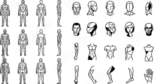 Collection of stylized human anatomy diagrams for artistic and educational reference
