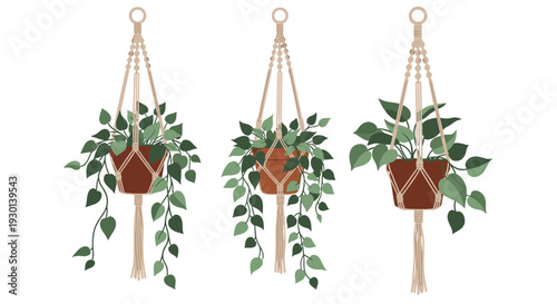 Three beautiful green plants in brown pots hanging from decorative macrame cords against plain white background for interior.