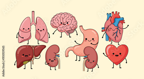 Collection of cute cartoon human organs with happy faces including brain heart lungs stomach and liver for medical education.