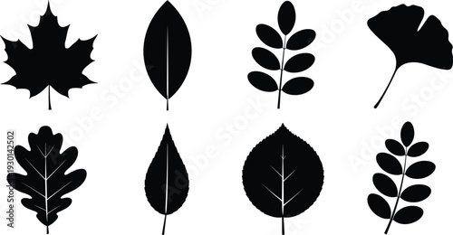Tree leaf silhouette set, maple oak ginkgo foliage collection, botanical nature vector outlines, deciduous forest icons for autumn and garden graphic design projects