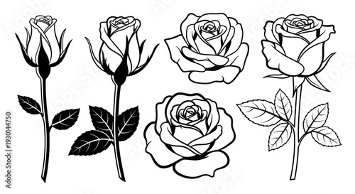Collection of elegant hand-drawn rose illustrations with detailed petals and leaves, perfect for artistic and decorative purposes