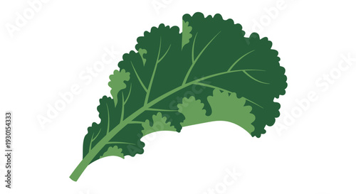 Green leafy vegetable close up.