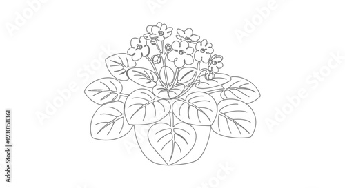 African Violet Plant Outline Drawing in Pot, Simple Floral Illustration