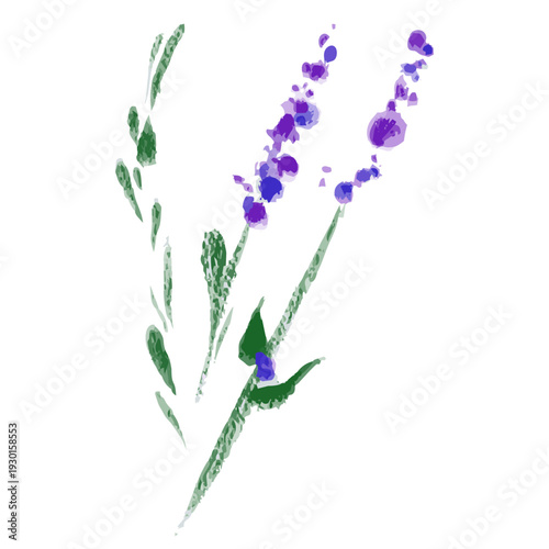 Lavender flower illustration, hand-painted watercolor style, aromatic herb botanical