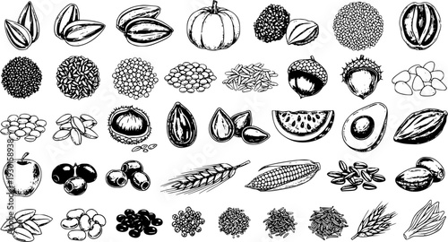 Hand-Drawn Vector Collection of Healthy Organic Food Ingredients: Seeds, Nuts, Grains, Fruits  Vegetables in Detailed Sketch Style for Vegan  Farm Market Designs.
