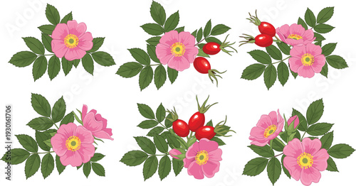 Wild Rose Flowers and Rosehip Branches Botanical Collection with Pink Blossoms and Red Berries Detailed Vector Illustration Set