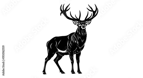 Black and White Deer Illustration.