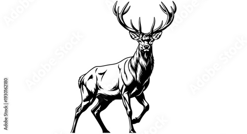 Black and White Deer Illustration.