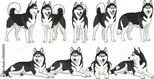 Siberian Husky Dog Set in Different Poses Standing and Lying Down Realistic Canine Pet Vector Illustration Collection