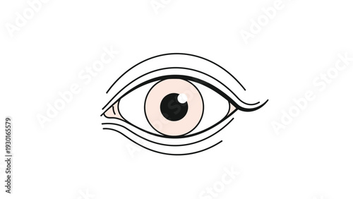 Close up line art drawing of a human eye showing details of the iris, pupil, and surrounding eyelid creases for anatomy or beauty themes.