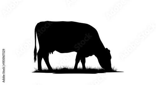 Black Cow Silhouette Grazing Grass.