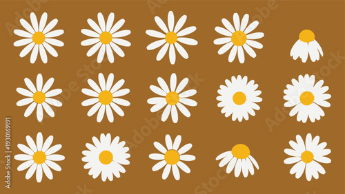 Grid of fifteen white daisy flowers with yellow centers in various states of bloom and orientation set against a brown background.