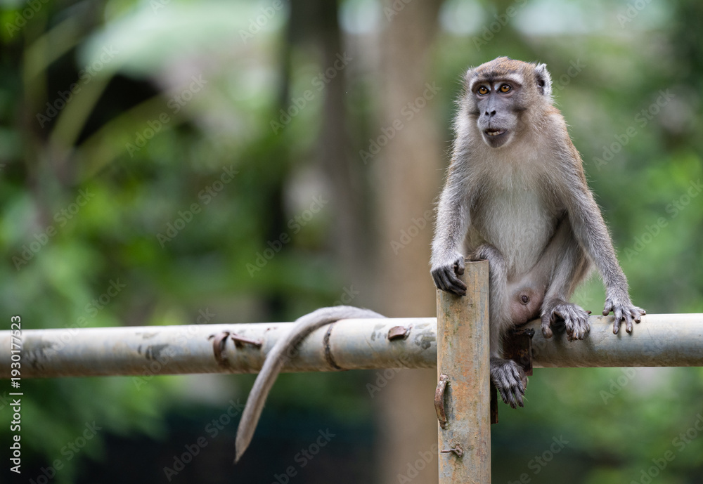 Obraz premium Long-tailed macaque monkey sitting on metal pole