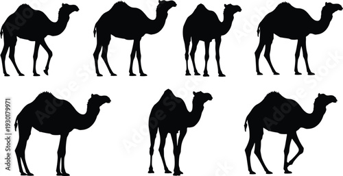 Camel silhouettes collection, dromedary animals, desert wildlife, Arabian culture, travel, nature, livestock, anatomy, posture variations, educational, artistic reference