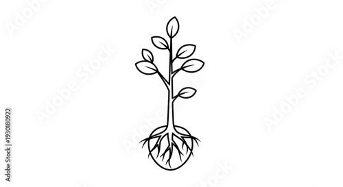 Simple line art illustration of a young plant with roots and leaves, symbolizing growth and nature.