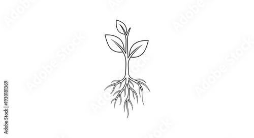 Seedling with Roots Growing, Symbol of Growth and New Life