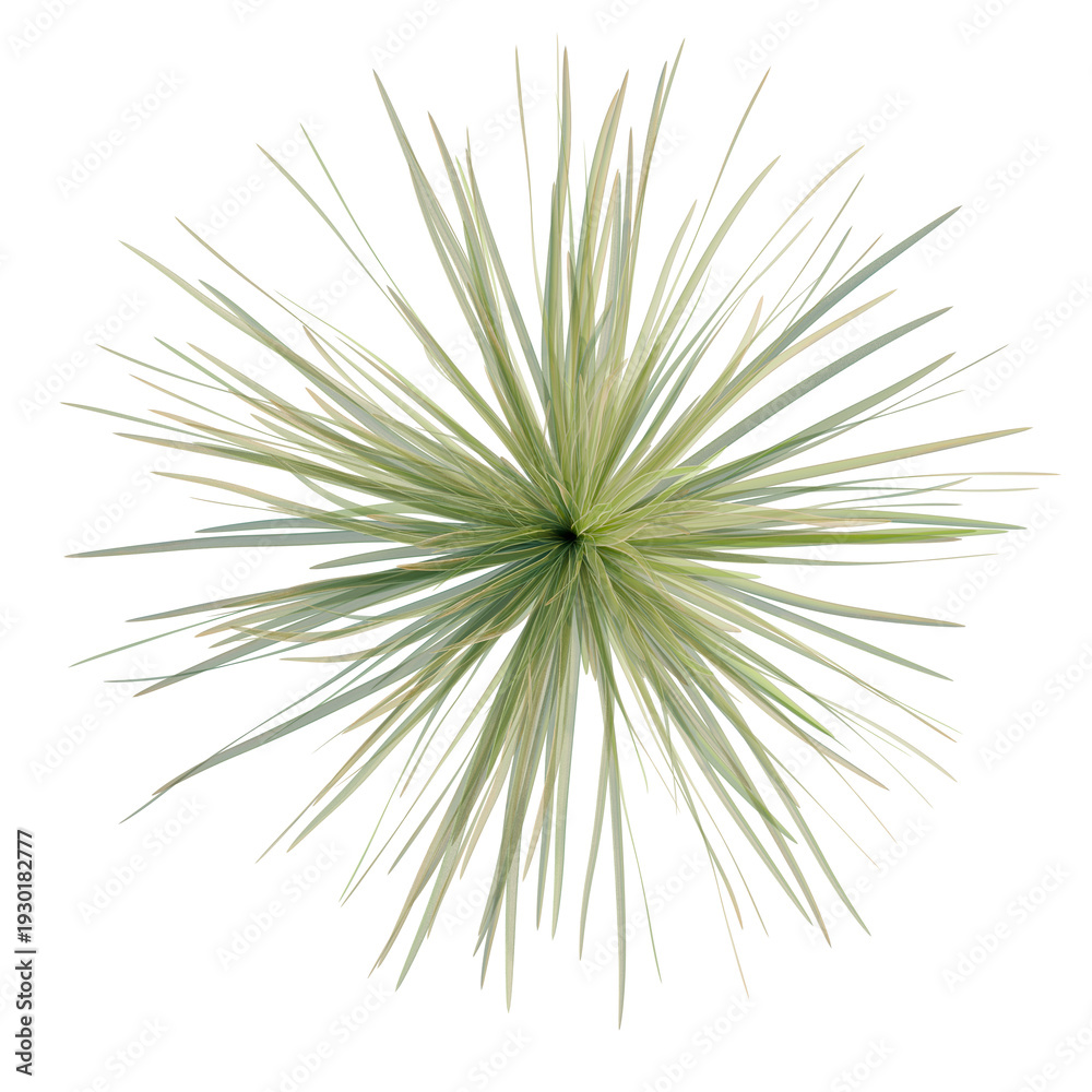 Fototapeta premium Dasylirion wheeleri tree plan, top view, cutout, transparent background, isolate, Delicate fern leaf close-up, perfect for nature backgrounds, botanical artwork, or design elements.