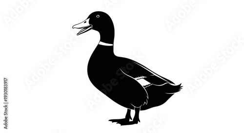 Black Silhouette of a Duck.
