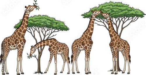 Giraffe family vector set eating green leaves from acacia trees in African savanna landscape isolated on white background for design.