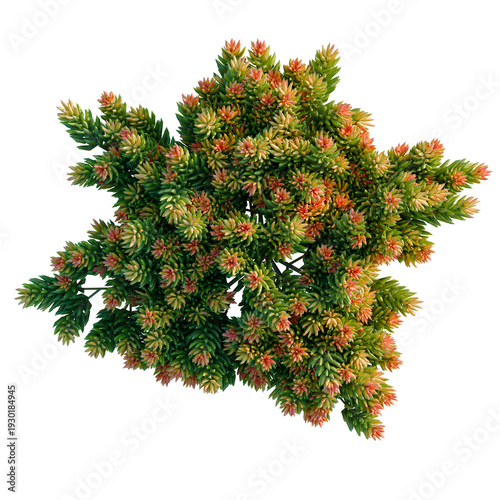 Photos Sedum rupestre Angelina tree plan, top view, cutout, transparent background, iso
