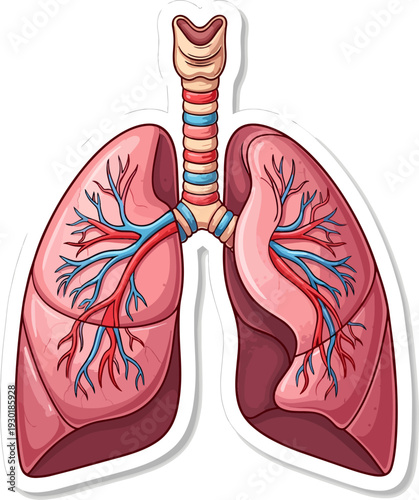 Human Lungs Anatomy with Trachea